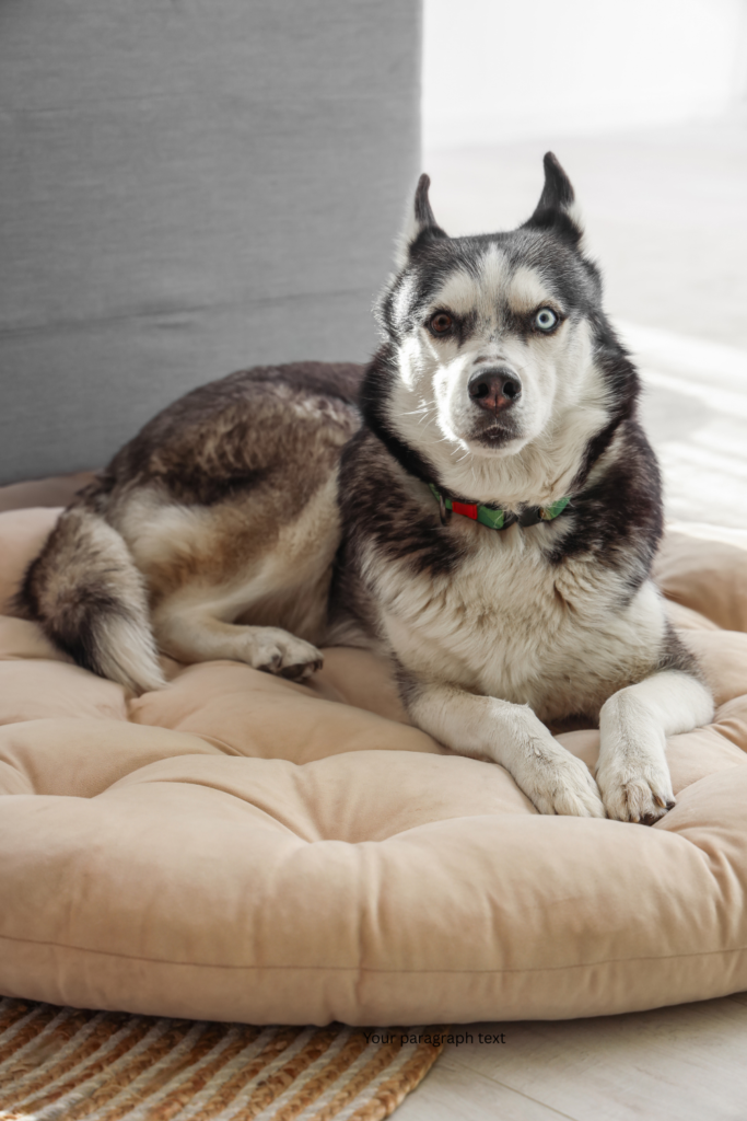 Choosing one of the best dog beds for large dogs UK will help ensure your dog stays comfortable and properly supported for years to come.
