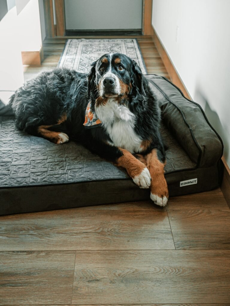 Best dog beds for large dogs UK – supportive large breed bed