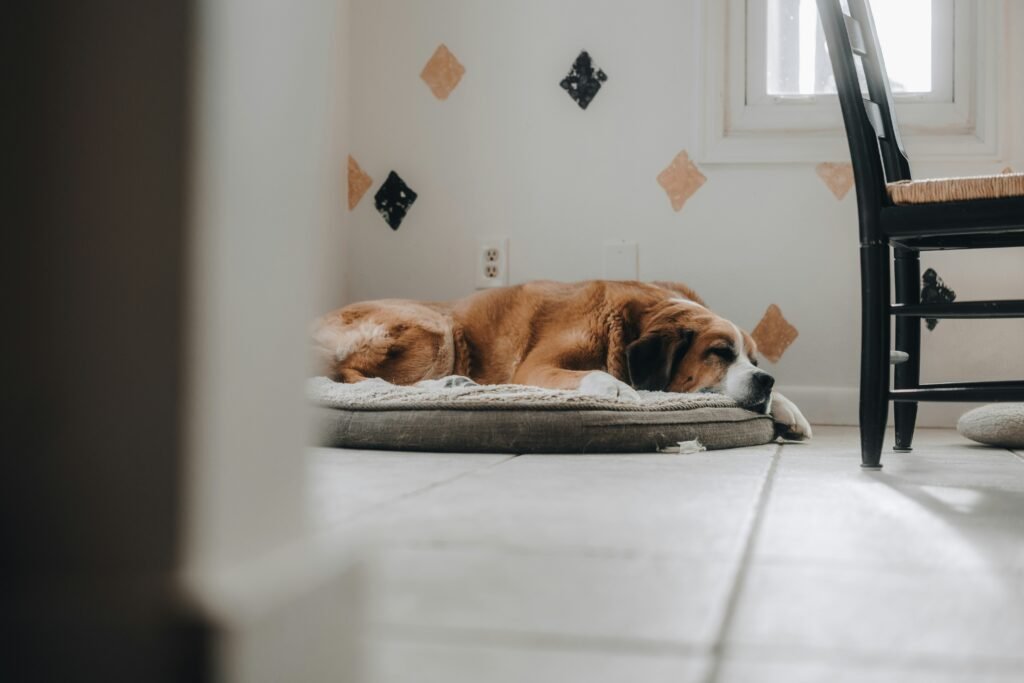 Best dog beds for large dogs UK – supportive large breed bed